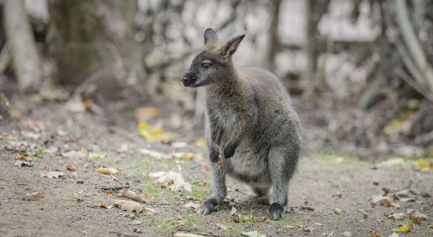 20181011_Taufe_Kaenguru_Tierpark_30730.jpg