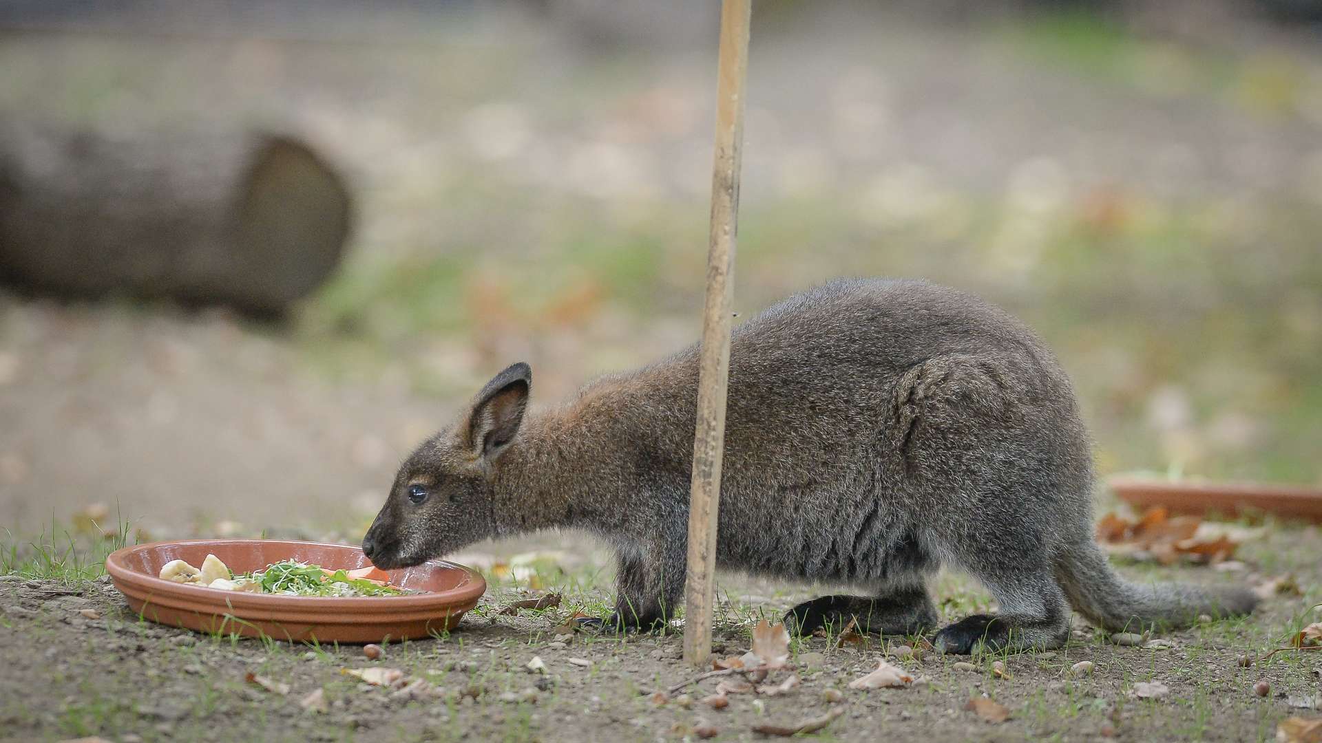 20181011_Taufe_Kaenguru_Tierpark_30738.jpg