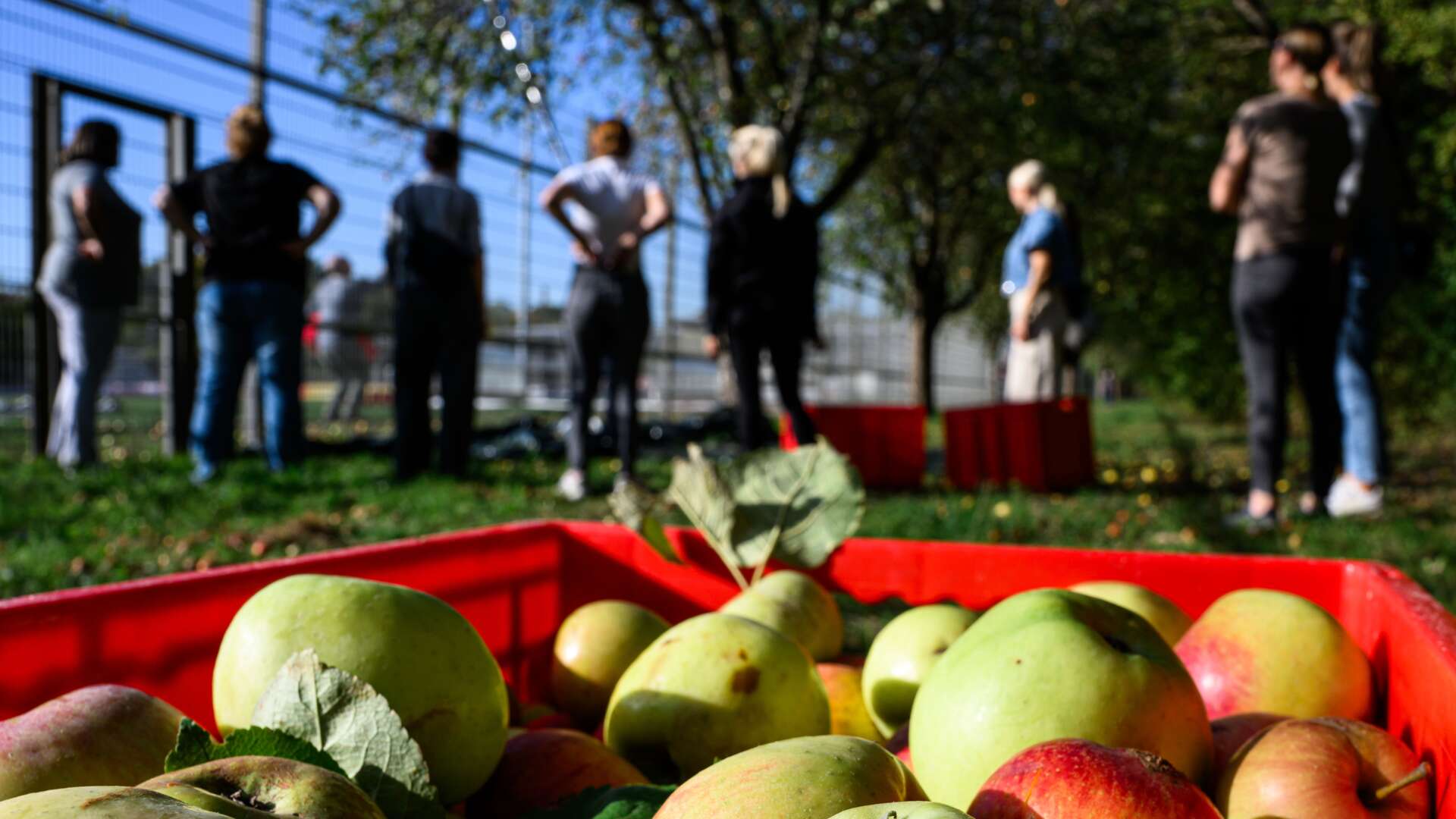 Eltern von Nachwuchs-Kickern sammeln Streuobst am Leistungszentrum Kurtekotten