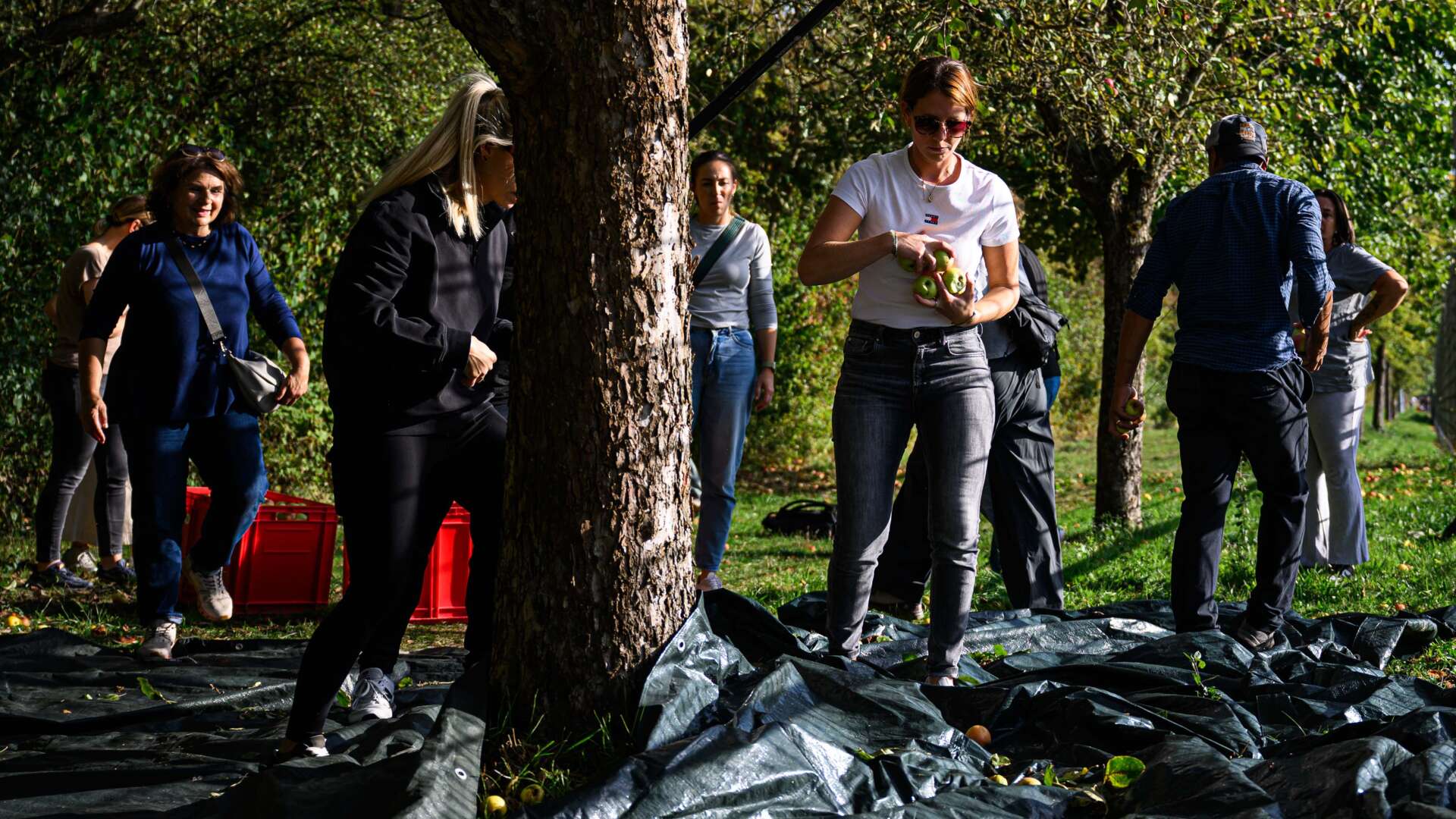 Eltern von Nachwuchs-Kickern sammeln Streuobst am Leistungszentrum Kurtekotten